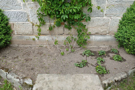 Vandalismus und Blumenzerstörung an der Weingartenkapelle